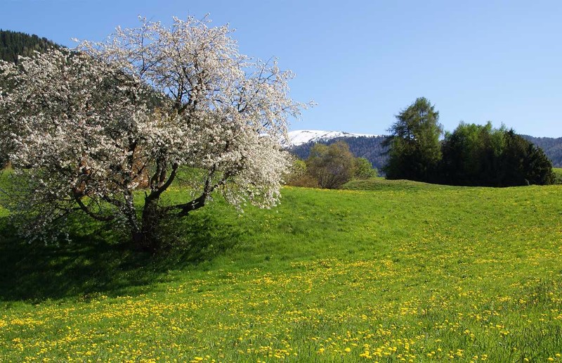 Spring