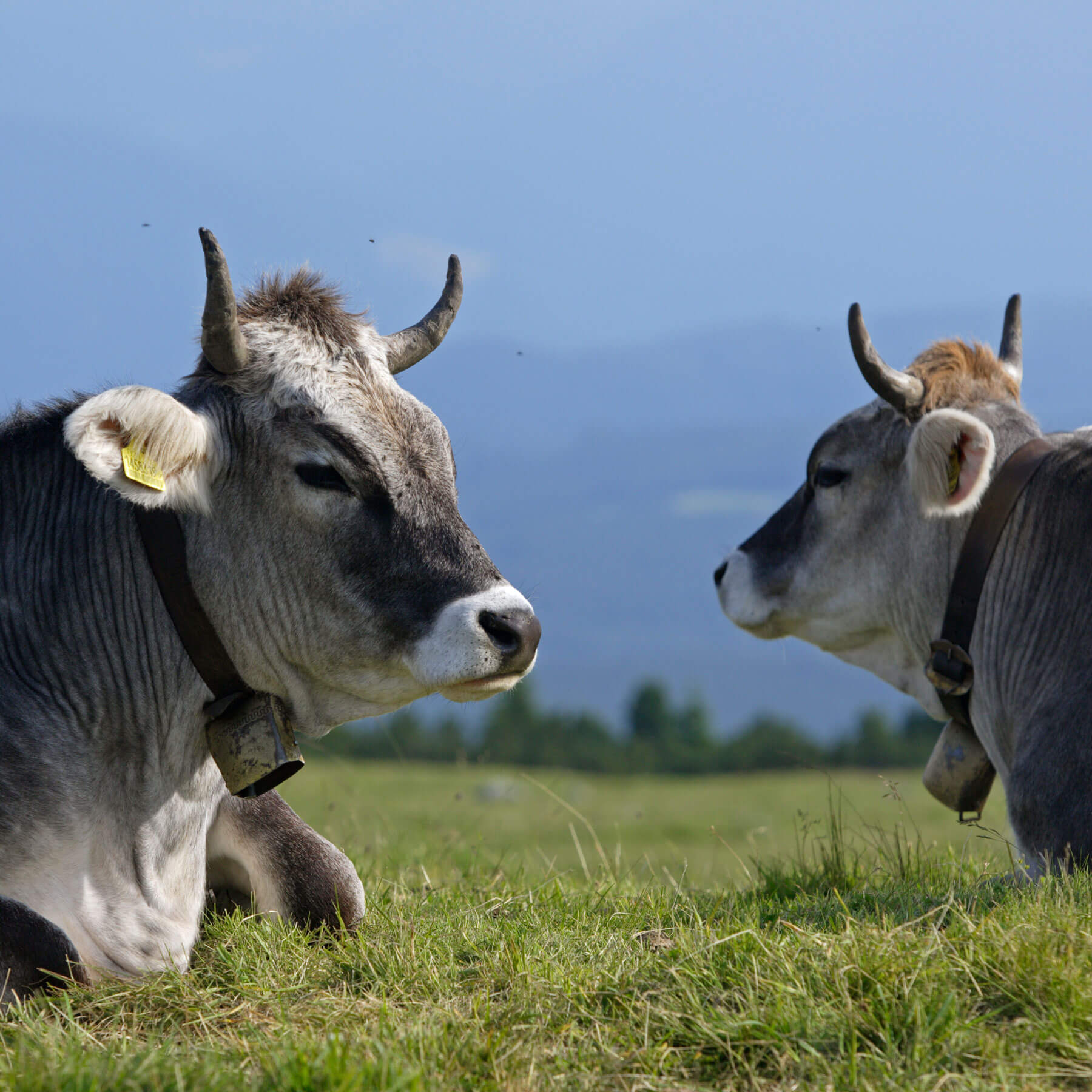 Produzione Del Latte Quanto Latte Produce Una Mucca Latte Alto Adige