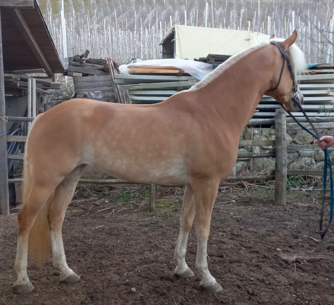 Haflinger mare Haflinger mare