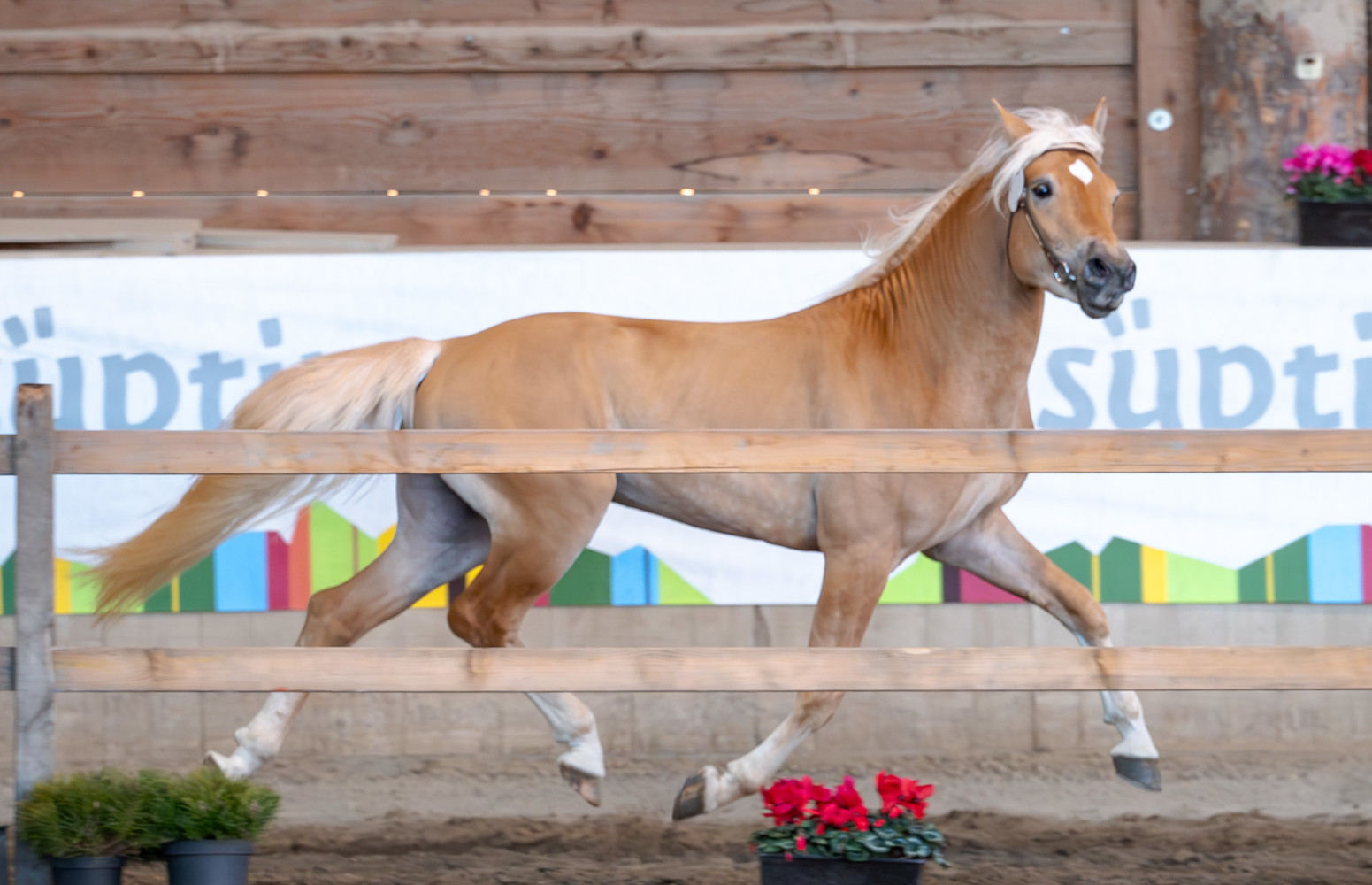 Haflinger horses to buy - horse market foals and ponies • haflinger.eu