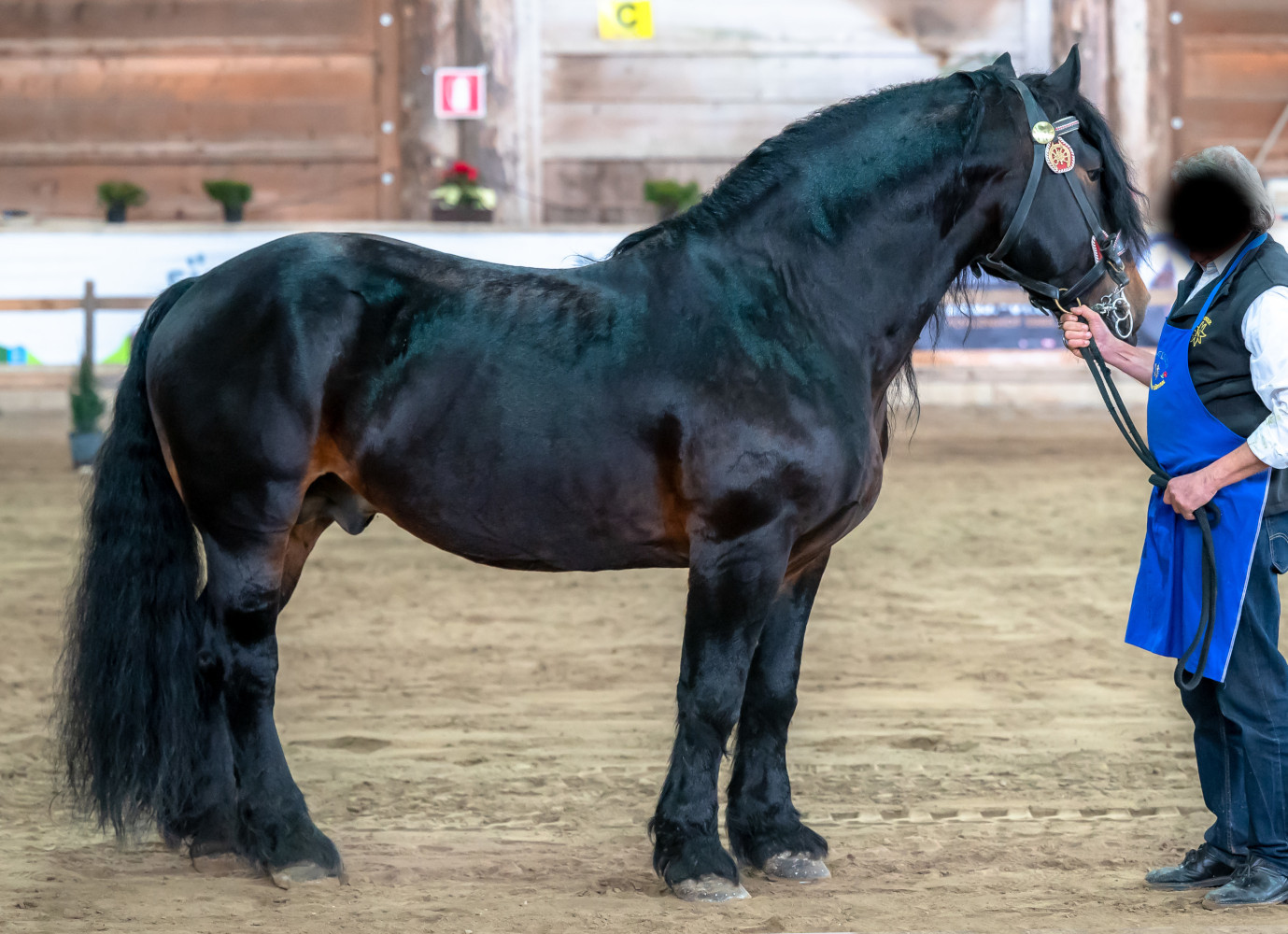 Noriker Stallion