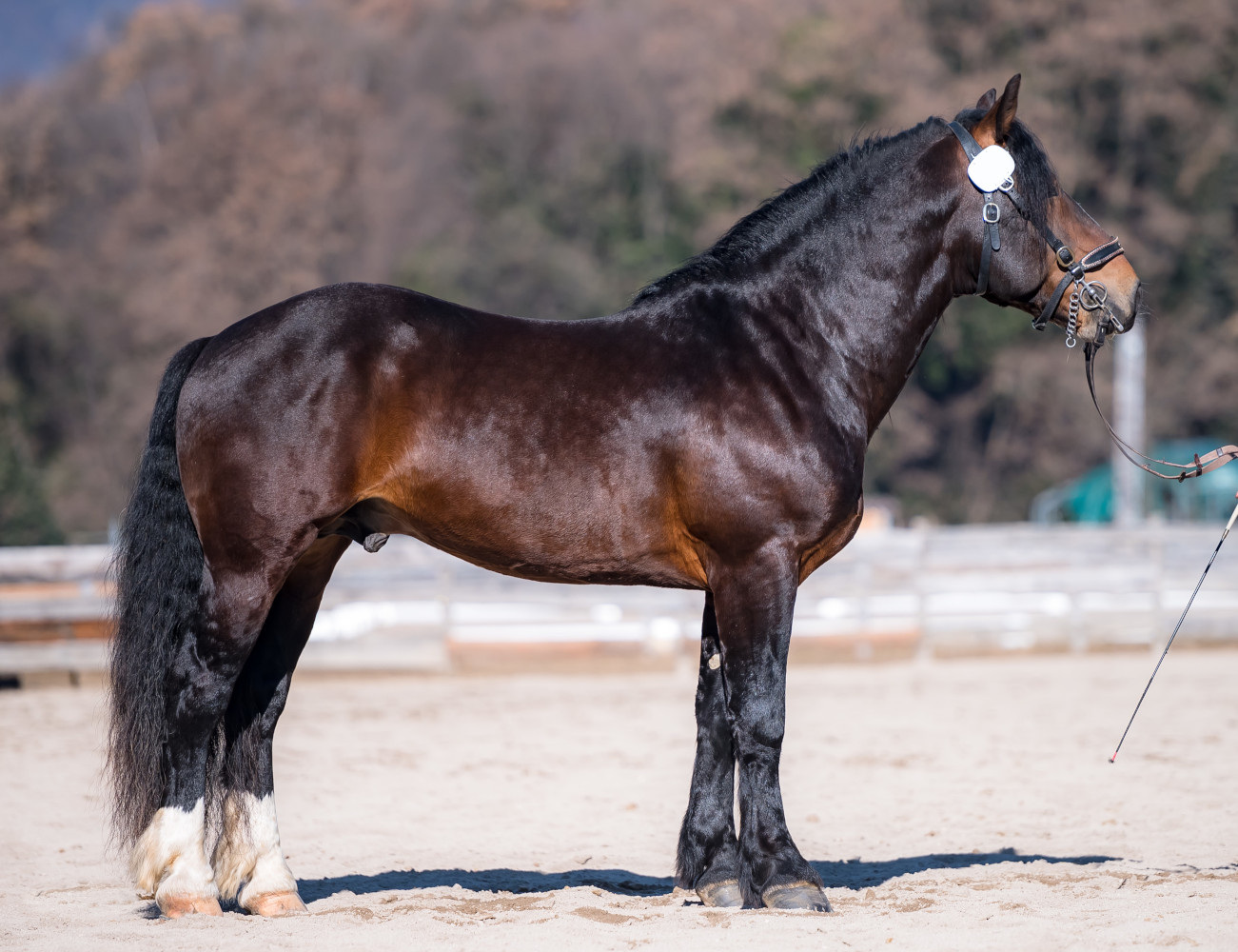 Noriker Stallion