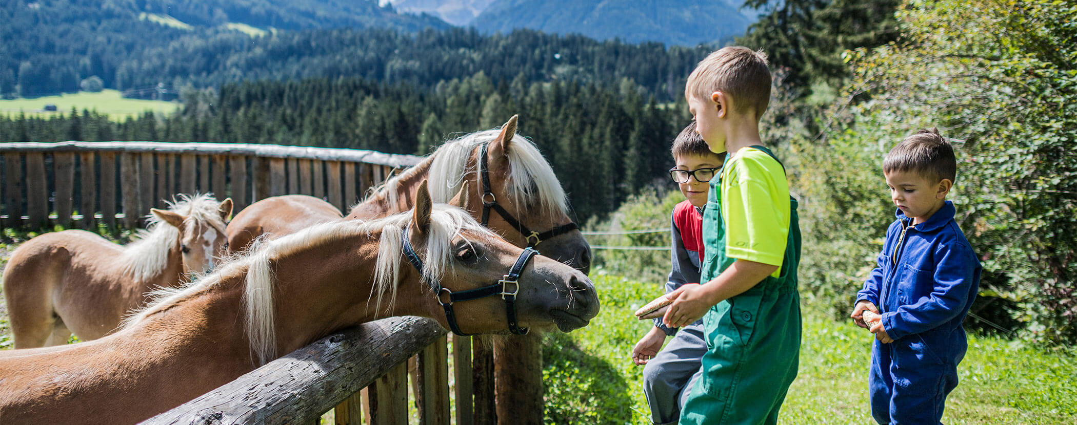 Scopri il nostro maso con tantissimi animali! | Haubenthal