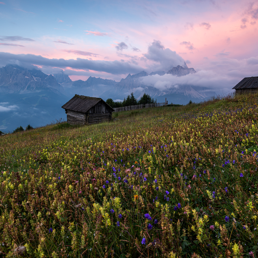 Dolomiti in fiore