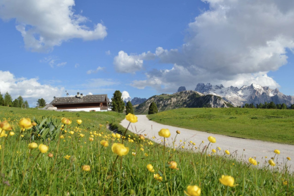 Fioritura prati alpini - offerta speciale 6+1