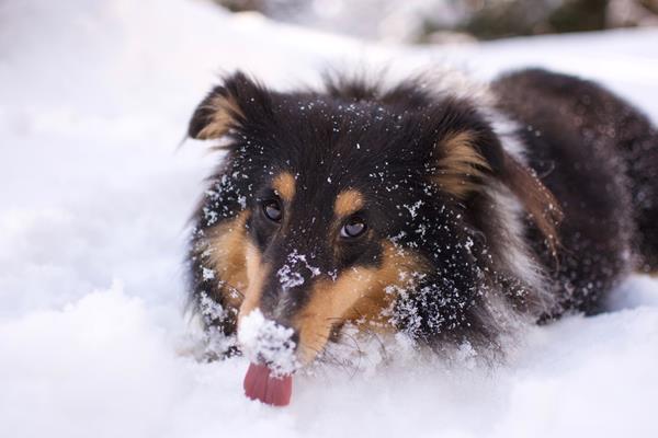 Vacanza invernale con il cane 