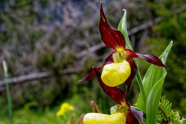 Boutique- & Wanderhotel Stefaner
