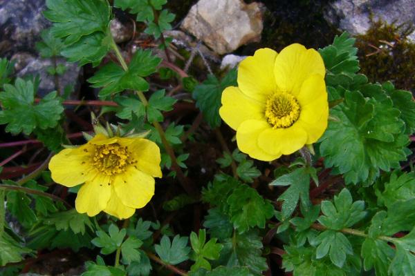 La primavera tra le Dolomiti
