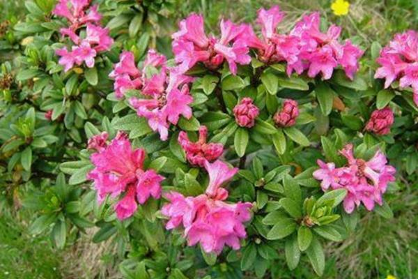 Rose alpine a primavera