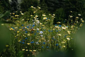 Strasserwirt - Ansitz zu Tirol 