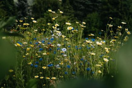 Strasserwirt - Ansitz zu Tirol 