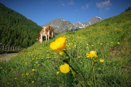 naturhotel die waldruhe