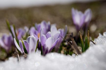 Romantico risveglio primaverile