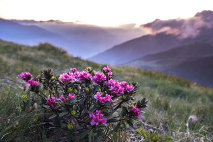 Settimana della Fedeltà “Rosa Alpina”
