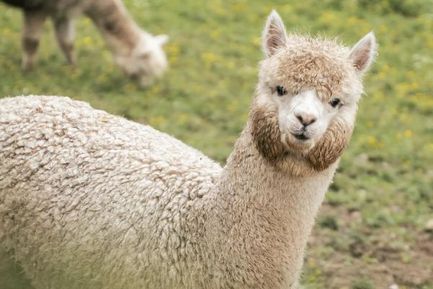 Alpaca e pumpkin 4=3
