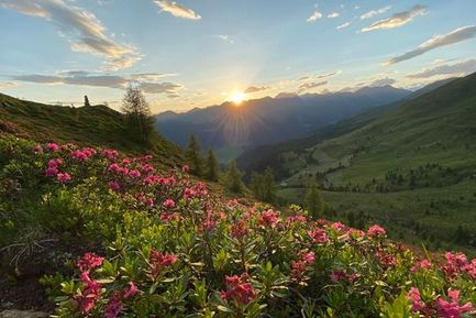 Settimane delle rododendri in Val Casies