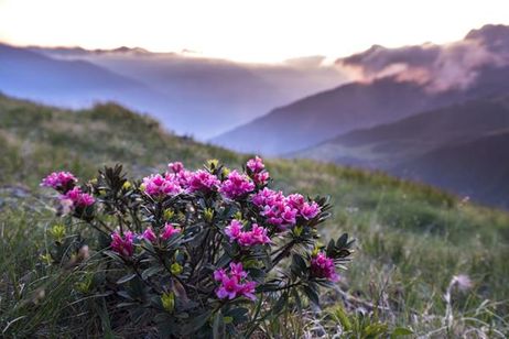 Settimana della Fedeltà “Rosa Alpina”