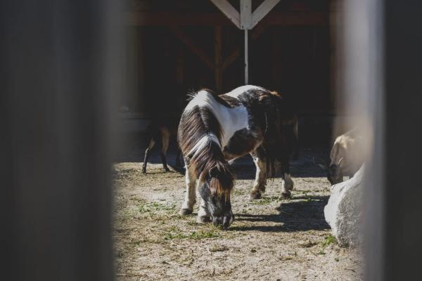 Famtastic Family Weeks Juli