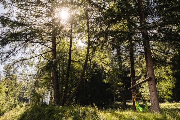 Waldexperience – Natur pur