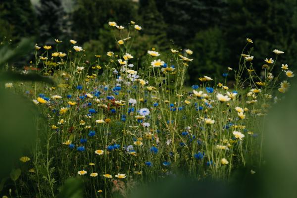 Strasserwirt - Ansitz zu Tirol 