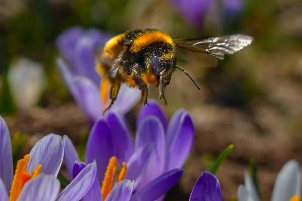 Strasserwirt - Ansitz zu Tirol 